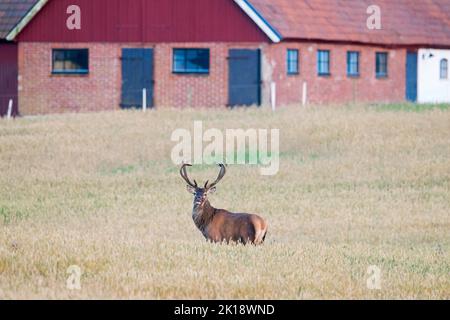 Cervo rosso (Cervus elaphus) solitario in piedi in campo cereale / campo di grano di fronte al fienile / fattoria edificio in estate, Scania / Skåne, Svezia Foto Stock