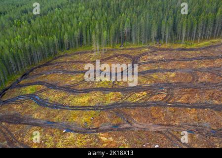 La vista aerea del taglio netto che mostra le tracce delle trebbiatrici, il taglio netto / lo svuotamento è una pratica di silvicoltura / registrazione in cui tutti gli alberi sono tagliati Foto Stock