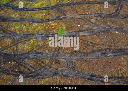 La vista aerea del taglio netto che mostra i cingoli caterpillar, il taglio netto / lo sgombramento è una pratica di silvicoltura / dissodamento in cui tutti gli alberi vengono tagliati Foto Stock