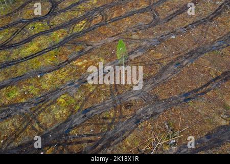 Albero solitario in taglio netto che mostra i cingoli caterpillar, il taglio netto / lo svuotamento è una pratica di silvicoltura / disboscamento in cui tutti gli alberi sono tagliati Foto Stock