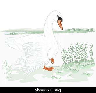 Swan sulla riva del lago vettore illustrazione eps 8 senza gradienti Illustrazione Vettoriale