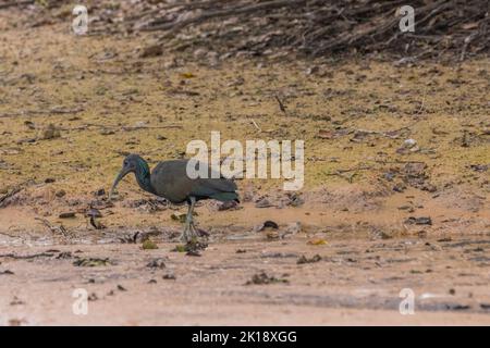 Un ibis verde (Mesembrinibis cayennensis) si nutre sulla riva del fiume Cuiaba vicino a Porto Jofre nel nord di Pantanal, Mato Grosso provincia i Foto Stock