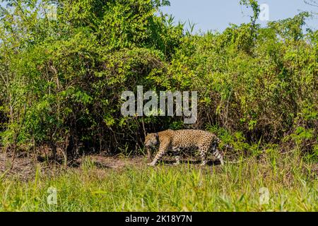 Un giaguaro maschio (Panthera onca) con un collare radiofonico è a piedi lungo una riva del fiume in uno degli affluenti del fiume Cuiaba vicino a Porto Jofre nel n Foto Stock