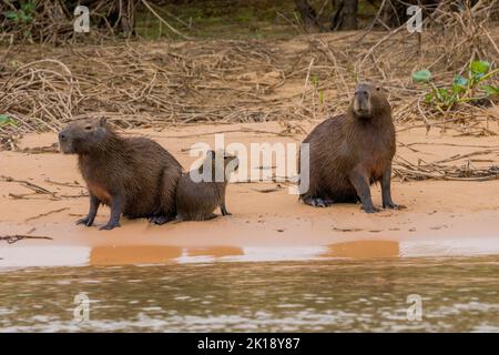 Famiglia capybara (Hydrochoerus hydrochaeris) su una spiaggia di un affluente del fiume Cuiaba vicino a Porto Jofre nel nord Pantanal, Mato Grosso fornito Foto Stock