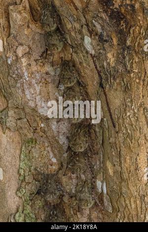 Pipistrelli Proboscis (Rhynchonycteris naso) o pipistrelli Proboscis a naso lungo su un tronco d'albero lungo un affluente del fiume Cuiaba vicino a Porto Jofre a nord Foto Stock