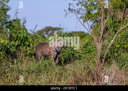 Un giaguaro (Panthera onca) sta attraversando la vegetazione su una riva del fiume in uno degli affluenti del fiume Cuiaba vicino a Porto Jofre a nord Foto Stock