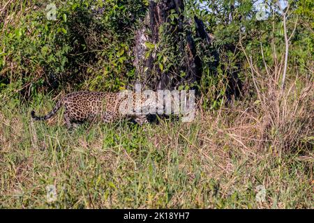 Un giaguaro (Panthera onca) sta attraversando la vegetazione su una riva del fiume in uno degli affluenti del fiume Cuiaba vicino a Porto Jofre a nord Foto Stock