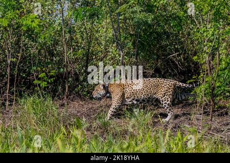 Un giaguaro maschio (Panthera onca) con un collare radiofonico è a piedi lungo una riva del fiume in uno degli affluenti del fiume Cuiaba vicino a Porto Jofre nel n Foto Stock