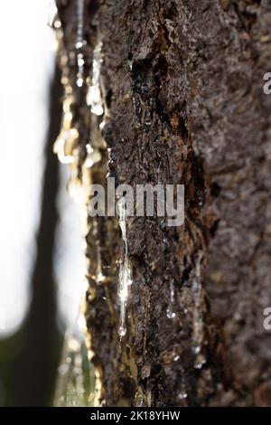 Sun luccicante attraverso sap che gocciola giù il lato di un pino. Foto Stock
