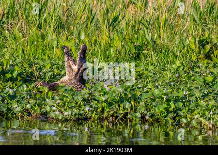 Una giaguaro femmina (Panthera onca) catturò un caimano Yacare in uno degli affluenti del fiume Cuiaba vicino a Porto Jofre nel nord di Pantanal, Mato G. Foto Stock