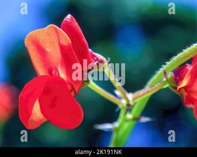 Macro fotografia del fiore rosso di un fagiolo corridore catturato contro una foresta in una fattoria vicino alla città coloniale di Villa de Leyva nella Colombia centrale Foto Stock