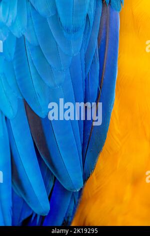 Primo piano delle piume di un macaw blu e giallo (Ara arauna), conosciuto anche come macaw blu e oro, presso l'Aymara Lodge nel nord di Pantana Foto Stock