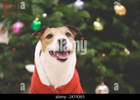 Felice cane di famiglia di fronte all'albero di Natale decorato con baubles, luci colorate e altri ornamenti indossando il costume di Babbo Natale Foto Stock