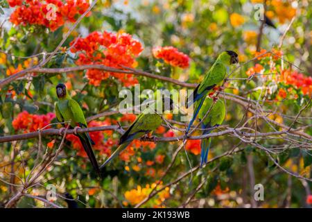 Un gregge di Parakeets Nanday (Nenday di Aratinga), conosciuto anche come il Parakeet con cappuccio nero o Nanday conure, con fiori Bougainvillea sullo sfondo Foto Stock