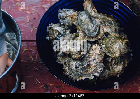 ostriche appena raccolte in una ciotola di vetro blu all'aperto Foto Stock