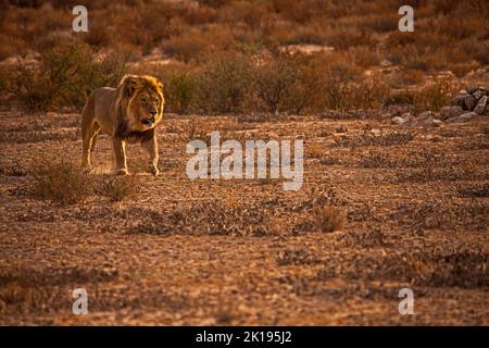 Leone maschio (Panthera leo) che pattuglia il suo territorio nel Parco Nazionale Trans Frontier di Kgalagadi, Africa Meridionale Foto Stock