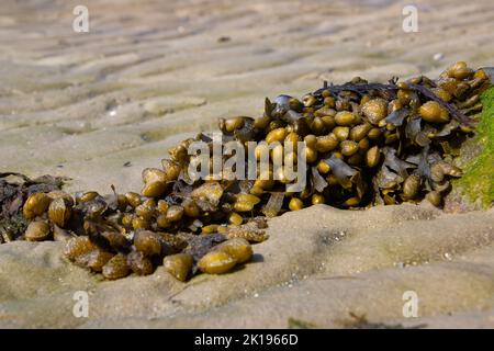 Alga spiralata che cresce su una spiaggia, Fucus spiralis Foto Stock