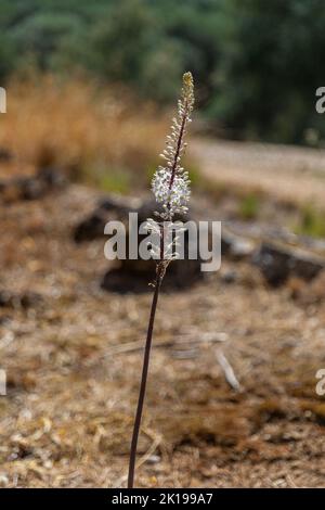 Charybdis maritima fiore sulle colline dell'isola di Corfù, Grecia Foto Stock