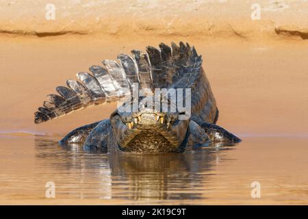 Jacare Caiman o Yacare Caiman, Caiman yacare, adulto singolo che riposa sulla banca di sabbia, Pantanal, Brasile Foto Stock