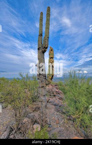 Cactus saguaro morente su una montagna deserta a Tucson, Arizona Foto Stock