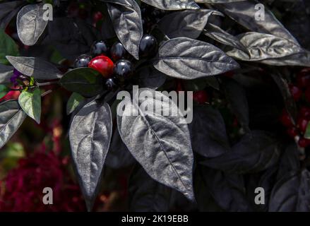 Pepe nero ornamentale perla con fiori viola Foto Stock
