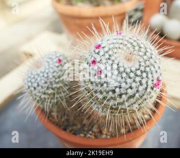 Cactus di Pincushion messicano, Mammillaria magnimamma con fiori in crescita a Dublino, Irlanda. Foto Stock