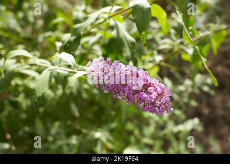 Estate lilla Impero Blu - nome latino - Buddleja davidii Impero Blu. Foto Stock