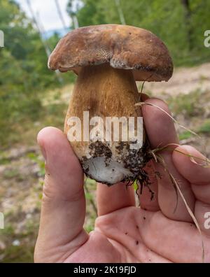 Primo piano dei funghi Boletus Edulis tenuti in mano da un raccoglitrice di funghi. Foto Stock