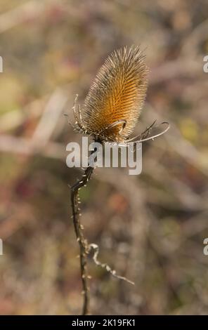 Il cardo secco in campo sfida l'autunno e il prossimo inverno, sfondo naturale Foto Stock
