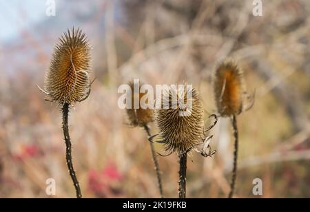 Il cardo secco in campo sfida l'autunno e il prossimo inverno, sfondo naturale Foto Stock