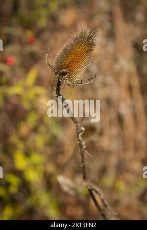 Il cardo secco in campo sfida l'autunno e il prossimo inverno, sfondo naturale Foto Stock