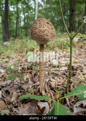 Primo piano di funghi parasoli (Macrolepiota procera) sullo sfondo naturale della foresta. È un fungo commestibile, molto gustoso. Foto Stock