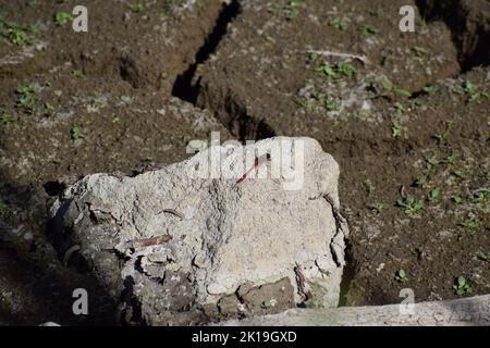 rosso scarlatto drago volare Foto Stock