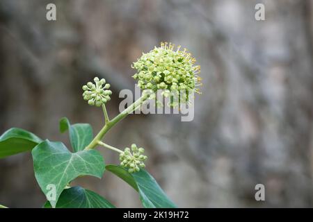 Infiorescenza dell'elica di Hedera con fiori di edera comune Foto Stock