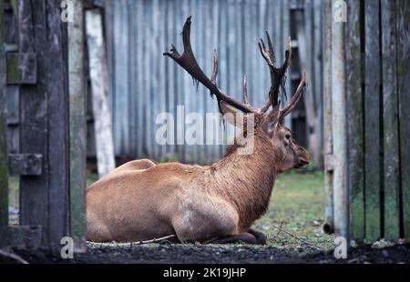 Un cervo rosso maschio, vive in uno zoo. In recinzioni di legno. Primo piano, messa a fuoco selettiva. Foto Stock