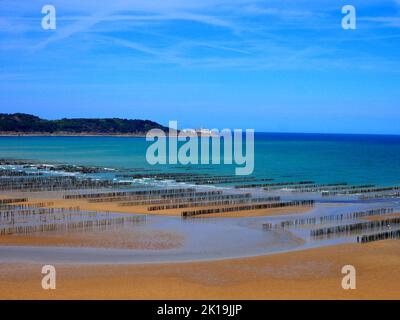 Fattoria di mitili sulla spiaggia Foto Stock