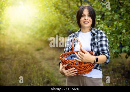 Ritratto di sorridente contadino impegnato nella raccolta di prugne biologiche mature, seduto in giardino il giorno d'estate, tenendo un secchio di frutta appena raccolta. Foto Stock