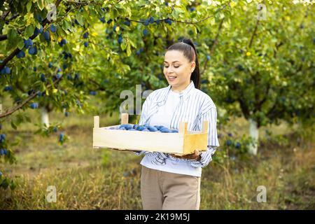 Donna che lavora sulla linea di smistamento presso il magazzino frutta, impilando scatole con prugne selezionate. Foto Stock
