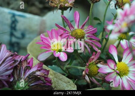 Crisantemi nel giardino botanico Nikitsky, Crimea. Fiori crisantemo, crisantemi in autunno, crisantemi annuali. Foto Stock