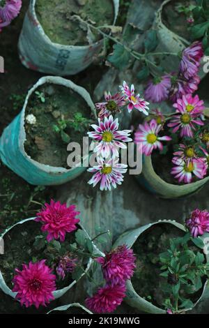 Un bouquet di crisantemi. Bouquet multicolore di fiori. Messa a fuoco selettiva. Rivendita di fiori. Bouquet in regalo. Foto Stock