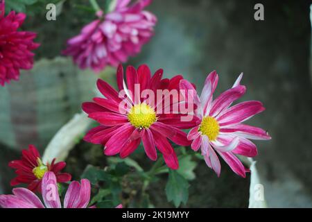Crisantemo bianco viola rosa. Fiori Сhrysanthemum con i centri gialli e le punte bianche sui loro petali. Bush di piante di giardino d'autunno, fiorito crescente Foto Stock