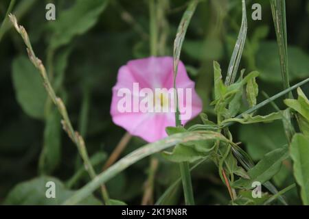 Field Bindweed è un bel fiore selvatico. L'albero è un superriduttore erbaceo. I fiori sono minuscoli e sembrano un tubo di grammofono. Il fiore è rosa. Foto Stock