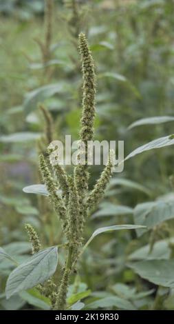 Piante verdi e fiori di Amaranthus polverellii anche conosciuto come Powells amaranto, pigweed, liscio, amaranto verde. Immagine di sfondo. Foto Stock