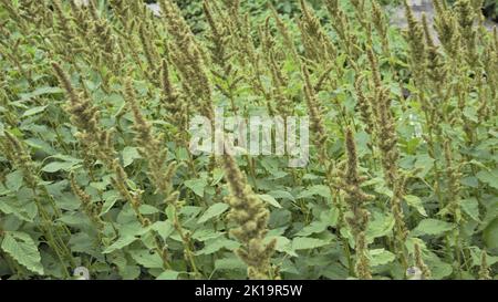 Piante verdi e fiori di Amaranthus polverellii anche conosciuto come Powells amaranto, pigweed, liscio, amaranto verde. Immagine di sfondo. Foto Stock