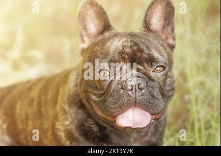 Ritratto di un giovane cane della razza bulldog francese di colore brindato. Cane fresco. Foto Stock