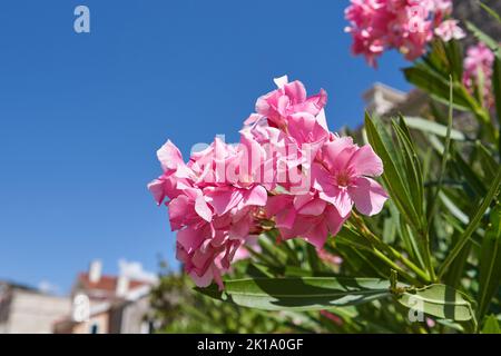 I fiori rosa dell'oleandro si avvicinano contro il cielo blu. Foto Stock