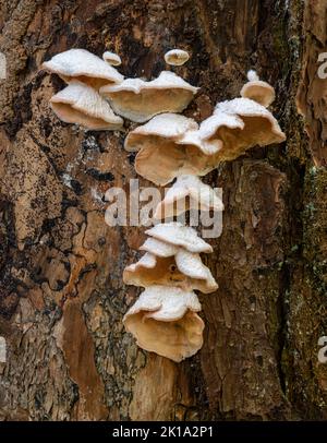 Il fungo si sviluppa su un albero lungo il Medio fiume Little River, il Great Smoky Mountains National Park, la contea di Blount, Tennessee Foto Stock