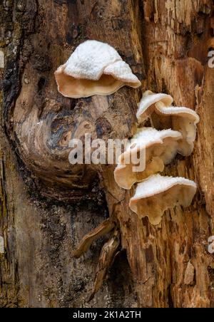Il fungo si sviluppa su un albero pungente ma morto lungo il Medio Pong del Little River nel Great Smoky Mounrains National Park, Blount County, Tennessee Foto Stock