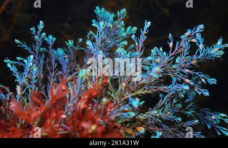 Arcobaleno strack alga Cystoseira tamariscifolia, sott'acqua nell'oceano Atlantico, Spagna Foto Stock