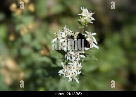 Bumble ape al lavoro su mentre fiori Foto Stock